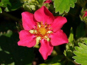 jahodník zahradní Red Ruby - Fragaria × ananassa Red Ruby