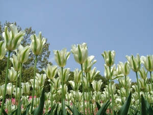 tulipán Spring green - Tulipa Spring green