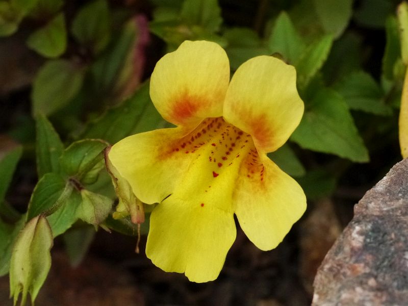 Erythranthe lutea