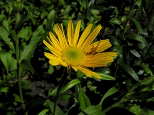 volovec vrbolistý - Buphthalmum salicifolium