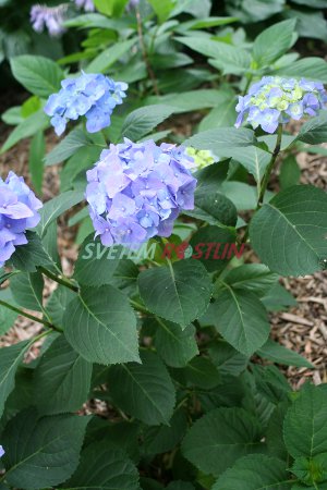 hortenzie velkolistá Bela - Hydrangea macrophylla Bela
