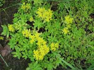 rozchodník zvrhlý - Phedimus hybridus
