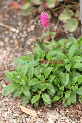 rozrazil klasnatý Rosa Zwerg - Veronica spicata Rosa Zwerg