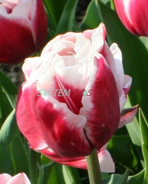 tulipán Horizon - Tulipa Horizon