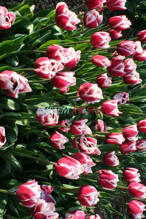 tulipán Horizon - Tulipa Horizon