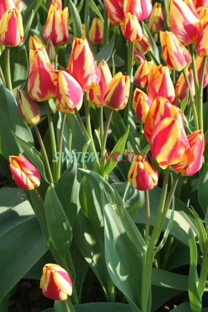 tulipán Color Spectacle - Tulipa Color Spectacle