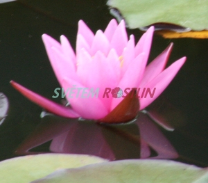 leknín Pink Sensation - Nymphaea Pink Sensation