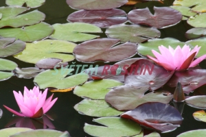 leknín Pink Sensation - Nymphaea Pink Sensation