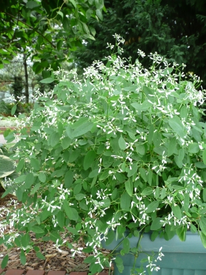 pryšec třezalkolistý Diamond Frost - Euphorbia hypericifolia Diamond Frost