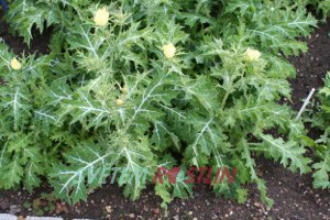 Argemone mexicana