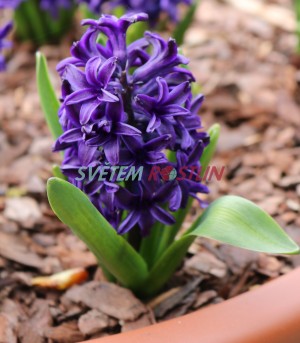 hyacint východní Aida - Hyacinthus orientalis Aida