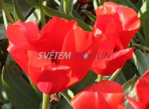 tulipán Bernadette - Tulipa Bernadette