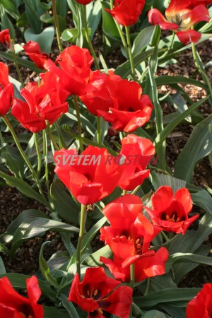 tulipán Bernadette - Tulipa Bernadette