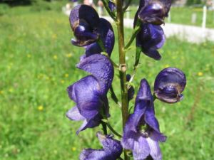 oměj horský - Aconitum napellus