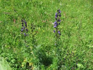 oměj horský - Aconitum napellus