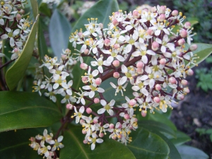 skimie japonská Rubella - Skimmia japonica Rubella