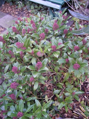 skimie japonská Rubella - Skimmia japonica Rubella
