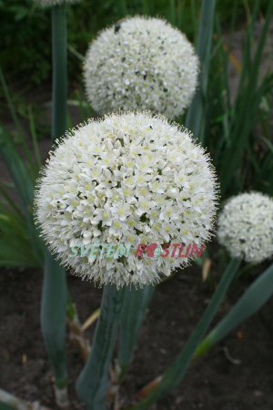 cibule kuchyňská - Allium cepa