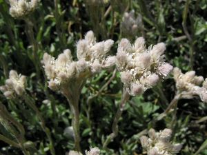 kociánek dvoudomý - Antennaria dioica