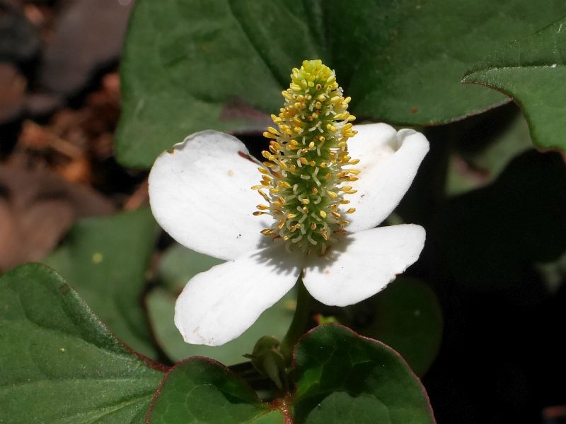 toule srdit - Houttuynia cordata