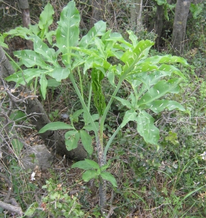 drakovec obecný - Dracunculus vulgaris