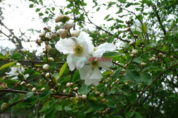hroznovec velkokvt - Exochorda racemosa subsp. racemosa