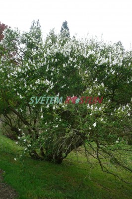 hroznovec velkokvětý - Exochorda racemosa subsp. racemosa
