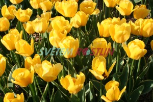 tulipán Garant - Tulipa Garant