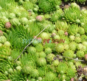 netřeskovec výběžkatý - Jovibarba globifera subsp. allionii