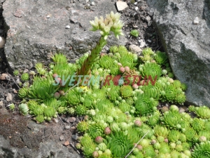 netřeskovec výběžkatý - Jovibarba globifera subsp. allionii
