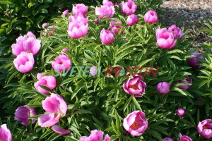 pivoňka Veitchova - Paeonia veitchii