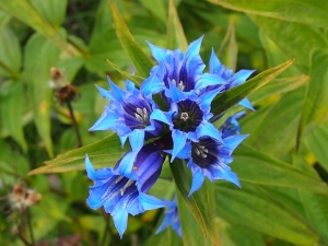 hořec tolitovitý - Gentiana asclepiadea