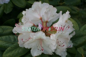 Pěnišník Simona - Rhododendron Simona