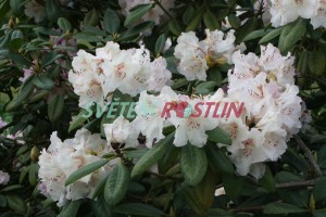 Pěnišník Simona - Rhododendron Simona