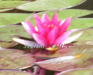 leknín Sirius - Nymphaea Sirius