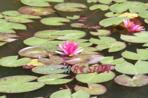 leknín Sirius - Nymphaea Sirius