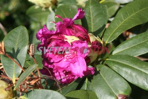 Pěnišník Myrte - Rhododendron Myrte