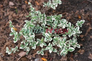 brslen Fortuneův Silver Gem - Euonymus fortunei Silver Gem