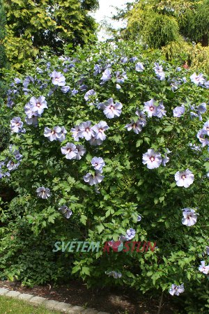 ibišek syrský Blue Bird - Hibiscus syriacus Blue Bird