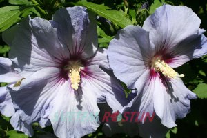 ibišek syrský Blue Bird - Hibiscus syriacus Blue Bird