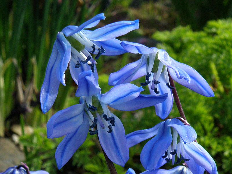 blankytka sibisk - Othocallis siberica