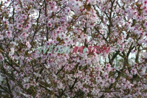 višeň vyříznutá Mikinori - Prunus incisa Mikinori