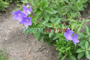 boubelka velkokvětá - Platycodon grandiflorus