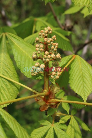 jírovec maďal Baumannii - Aesculus hippocastanum Baumannii