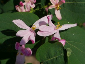 zimolez obecný - Lonicera xylosteum