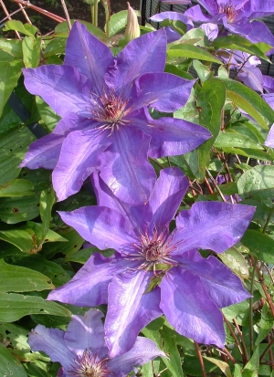 plamének The President - Clematis The President