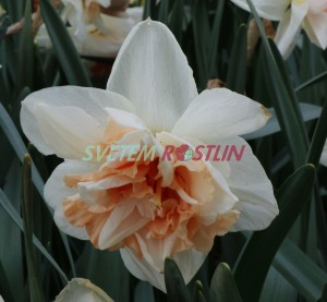 narcis My Story - Narcissus My Story