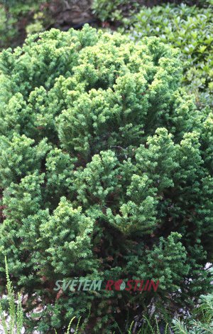 kryptomerie japonská Vilmorin Gold - Cryptomeria japonica Vilmorin Gold