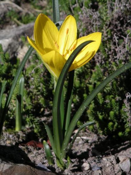 šternbergie sicilská - Sternbergia sicula