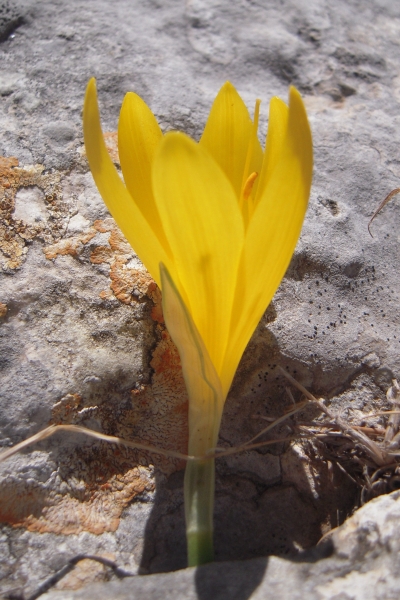 šternbergie sicilská - Sternbergia sicula
